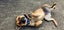 Friendly Faithful Fun Female Puppy (Desexed) Carousel 3