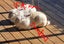 2 x Rex Male Rabbits Carousel 3
