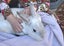 2 x Rex Male Rabbits Carousel 4