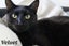 Cats Protection Canterbury - New Arrivals 30/9/25 Carousel 2