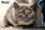 Cats Protection Canterbury - New Arrivals 30/9/25 Carousel 3
