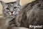 Cats Protection Canterbury - New Arrivals 30/9/25 Carousel 4