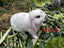 MINILOP RABBITS Carousel 3