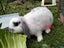 MINILOP RABBITS Carousel 4