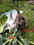MINILOP RABBITS Carousel 1