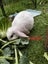 MINILOP RABBITS Carousel 5