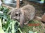 MINILOP RABBITS Carousel 6
