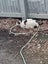 Burreto & Cow! Must go to seperate homes. Carousel 2