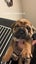 SHAPEI/STAFFY PUPPIES Carousel 6