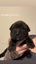 SHAPEI/STAFFY PUPPIES Carousel 5