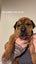SHAPEI/STAFFY PUPPIES Carousel 7