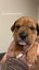 SHAPEI/STAFFY PUPPIES Carousel 9