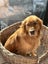 Stud - PROVEN PUREBRED GOLDEN RETRIEVER - AXEL Carousel 6
