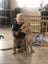 Stud - PROVEN PUREBRED GOLDEN RETRIEVER - AXEL Carousel 8