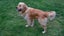 Stud - PROVEN PUREBRED GOLDEN RETRIEVER - AXEL Carousel 5