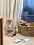Stud - PROVEN PUREBRED GOLDEN RETRIEVER - AXEL Carousel 9