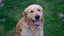 Stud - PROVEN PUREBRED GOLDEN RETRIEVER - AXEL Carousel 4