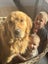 Stud - PROVEN PUREBRED GOLDEN RETRIEVER - AXEL Carousel 7