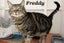 Cats Protection Canterbury - New Arrivals 30/9/25 Carousel 1