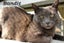 Cats Protection Canterbury - New Arrivals 30/9/25 Carousel 5
