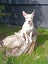 Ember (Ellie's Canine Rescue & Rehome) Carousel 1
