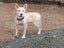 Ember (Ellie's Canine Rescue & Rehome) Carousel 2