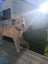 Ember (Ellie's Canine Rescue & Rehome) Carousel 3