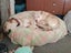 Ember (Ellie's Canine Rescue & Rehome) Carousel 4