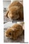 Purebred Harliquin mini lops Carousel 1