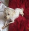 HUMANE SOCIETY RESCUE DOG - AJ AN 18 MONTH OLD TERRIER Carousel 3