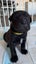 SHAPEI/STAFFY PUPPIES Carousel 1