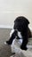 SHAPEI/STAFFY PUPPIES Carousel 2