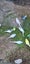 Budgies Carousel 3