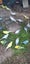 Budgies Carousel 2