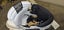 Jordan 1 High Size 12 DS Brand New OG Elephant Print Carousel 4
