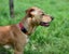 Simba - happy, gentle 7 months old Hungarian Vizsla x, people and dogs friendly Carousel 5