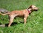 Simba - happy, gentle 7 months old Hungarian Vizsla x, people and dogs friendly Carousel 6