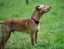 Simba - happy, gentle 7 months old Hungarian Vizsla x, people and dogs friendly Carousel 4