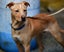 Simba - happy, gentle 7 months old Hungarian Vizsla x, people and dogs friendly Carousel 1