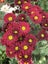 Chrysanthemum Rosso Red Carousel 3