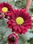 Chrysanthemum Rosso Red Carousel 4