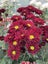 Chrysanthemum Rosso Red Carousel 1