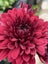 Chrysanthemum Maroon Spray Carousel 4