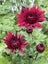Chrysanthemum Maroon Spray Carousel 3