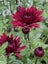 Chrysanthemum Maroon Spray Carousel 6