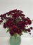 Chrysanthemum Maroon Spray Carousel 7