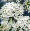 Lychnis viscaria Snowbird tufted to mat-forming white flowering perennial Carousel 1