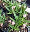 Rhodohypoxis Hope double pink flowers potted perennial rockery or pots Carousel 1