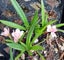 Rhodohypoxis Hope double pink flowers potted perennial rockery or pots Carousel 2