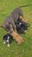 American Pocket Bully mixed breed Carousel 5